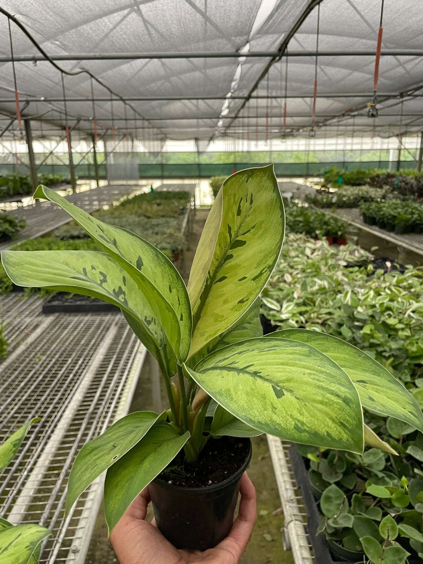 Homalomena 'Selby' - Queen of Hearts: Unique Low-Light Houseplant with Striking Foliage