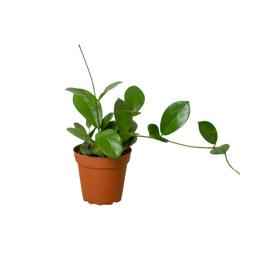 Hoya 'Australis' - Butterfly Magnet: Fragrant and Showy White Flowers Garden and Houseplant