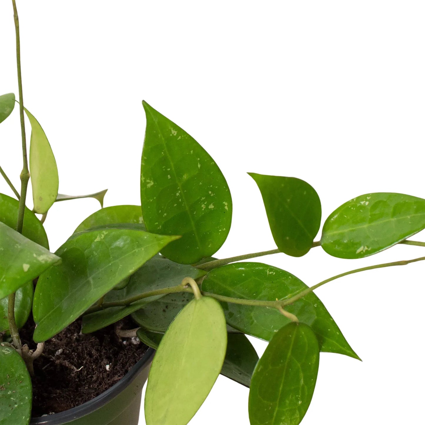 Hoya 'Black Margin' - Sunrise Surprise: Striking Wax Plant for Hanging Baskets