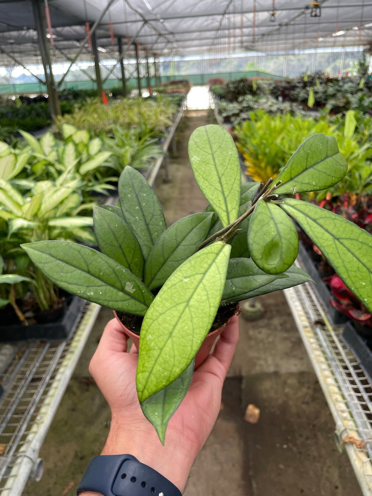 Hoya 'Crassipetiolata' - Silver Splashes: Striking Foliage Houseplant with Color-Changing Leaves