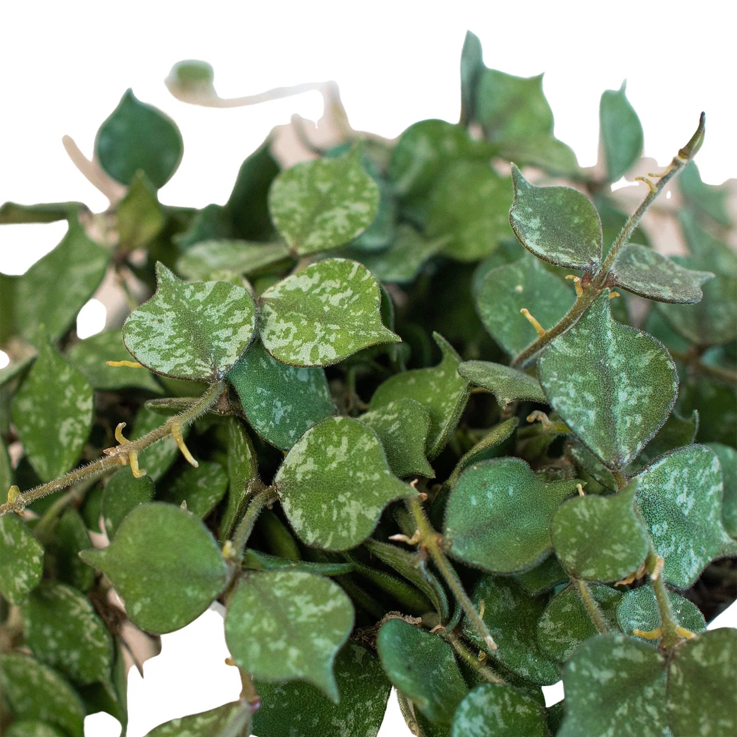 Hoya 'Curtisii' - Tiny Trailing Wonder: Miniature Trailing Hoya with Olive Green Leaves