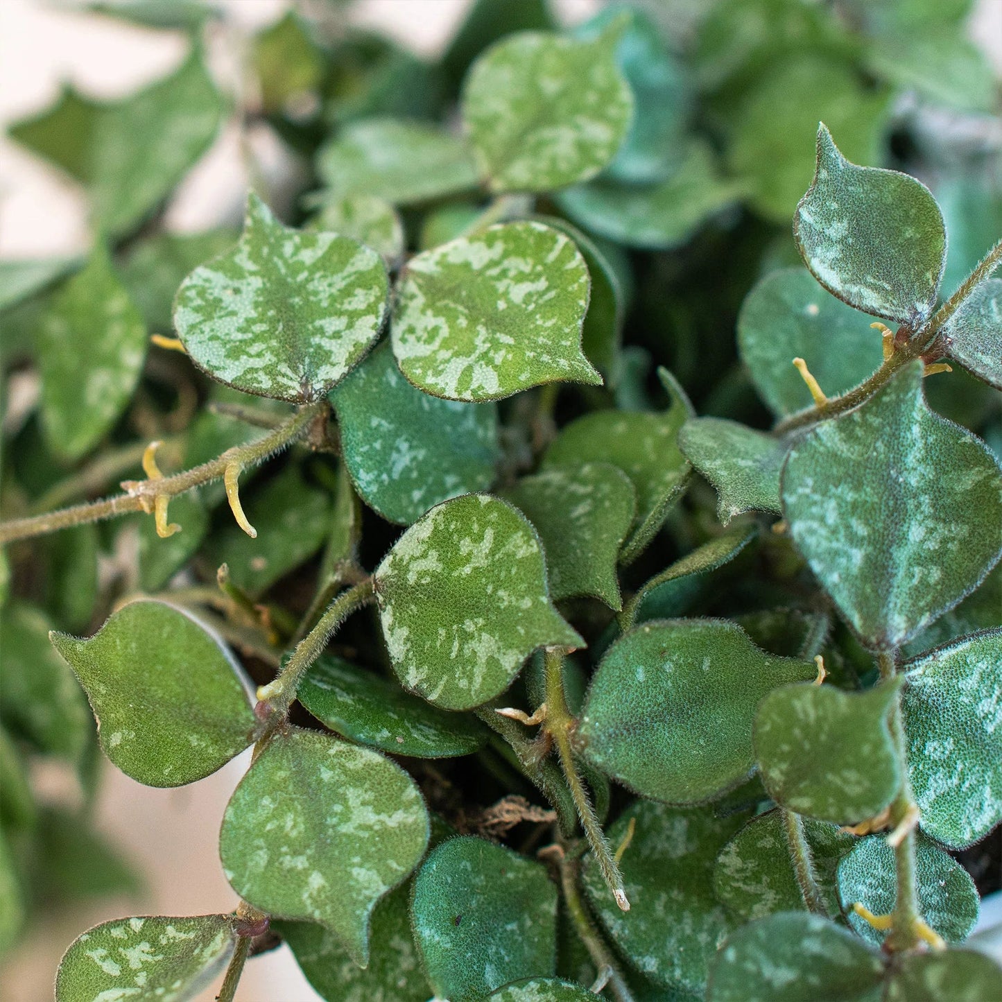 Hoya 'Curtisii' - Tiny Trailing Wonder: Miniature Trailing Hoya with Olive Green Leaves