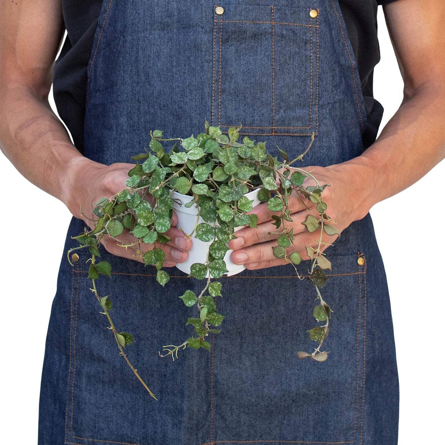 Hoya 'Curtisii' - Tiny Trailing Wonder: Miniature Trailing Hoya with Olive Green Leaves