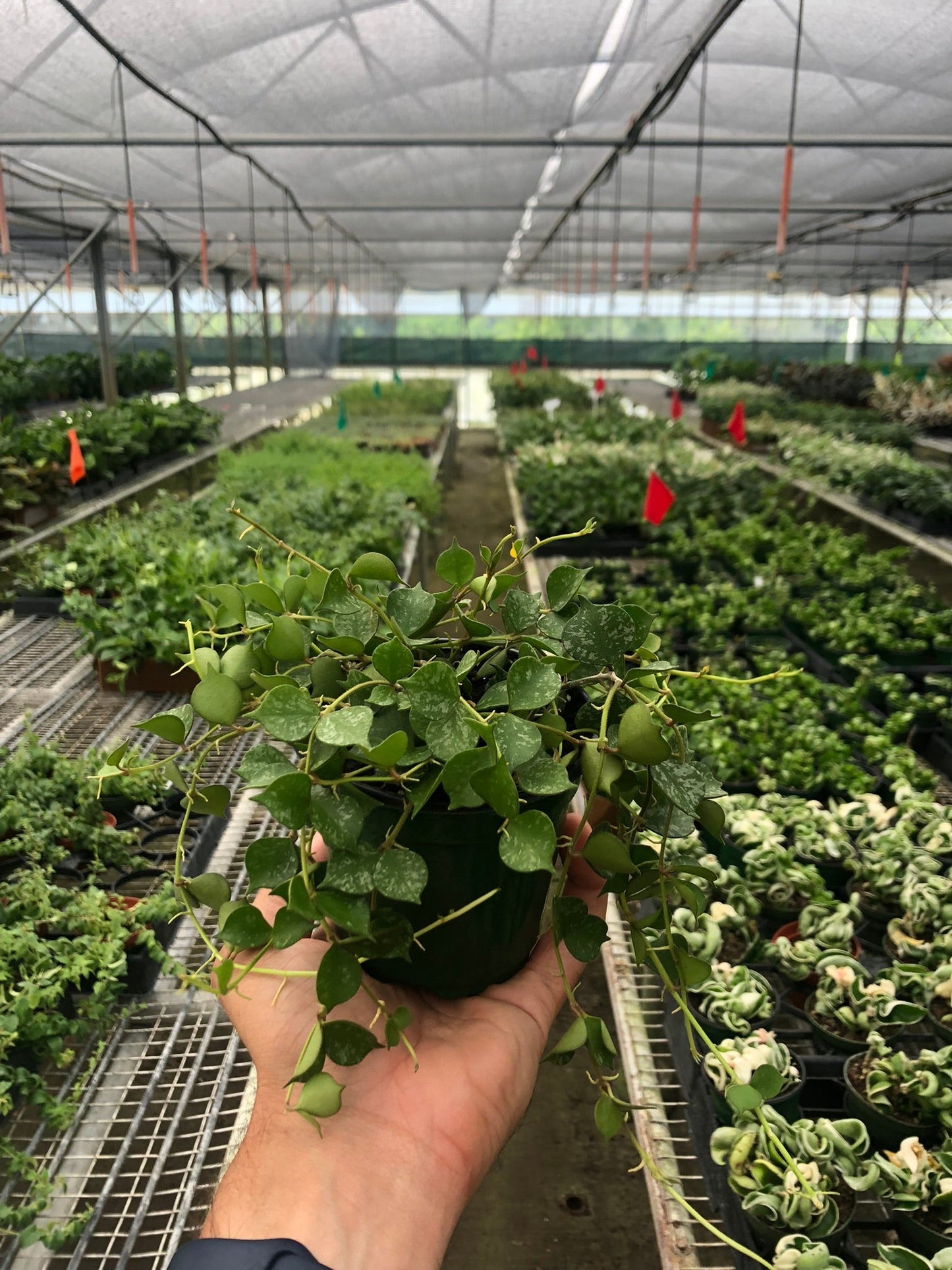 Hoya 'Curtisii' - Tiny Trailing Wonder: Miniature Trailing Hoya with Olive Green Leaves