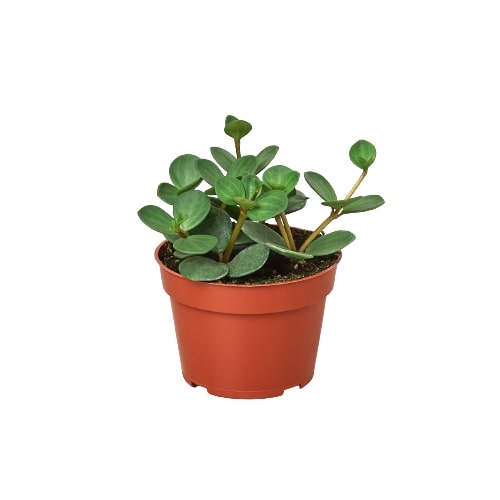 Peperomia 'Hope' - Pep Rally: Low Maintenance Vining Houseplant