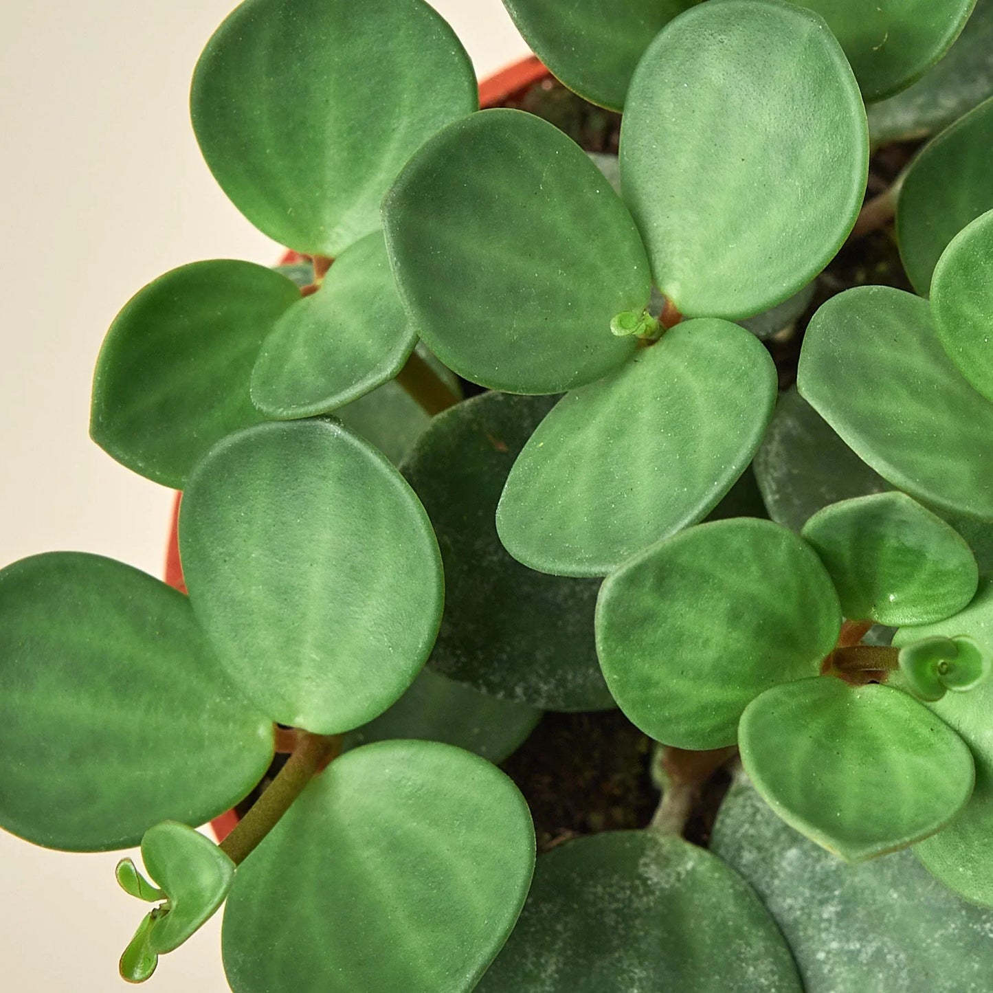 Peperomia 'Hope' - Pep Rally: Low Maintenance Vining Houseplant