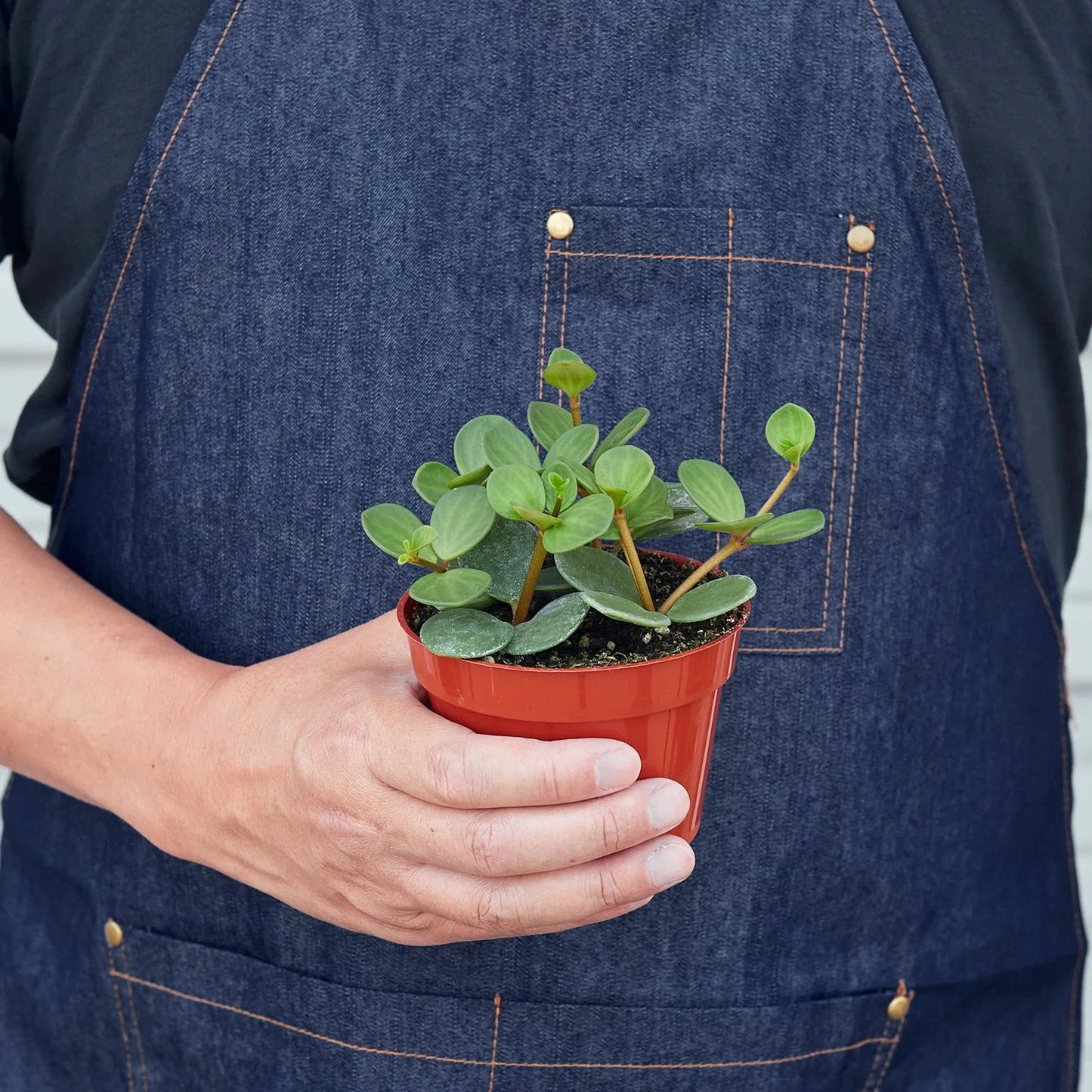 Peperomia 'Hope' - Pep Rally: Low Maintenance Vining Houseplant