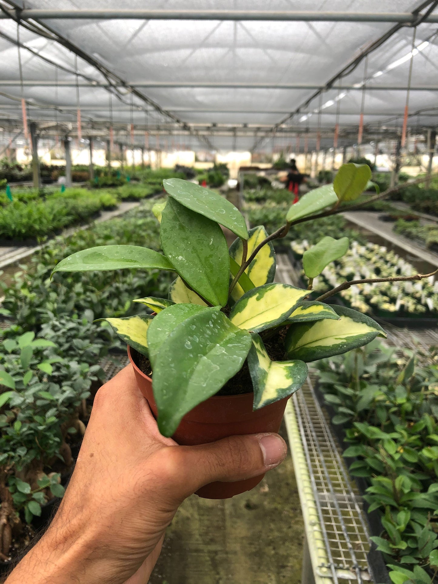 Hoya Carnosa 'Krimson Princess' - Princess Blush: Color-Changing Vine Houseplant