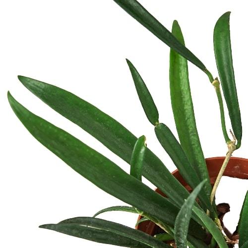 Hoya 'String Bean' - Green Bean Machine!: Fragrant, Glossy-Trailed Indoor Plant