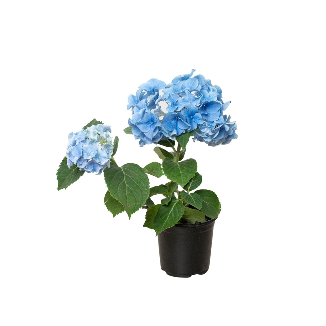 Blue Hydrangea - Hydrangea Blue-Splosion! Hardy, Long-Lasting Blooms