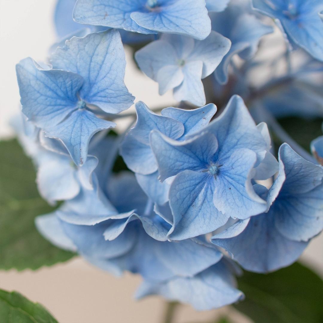 Blue Hydrangea - Hydrangea Blue-Splosion! Hardy, Long-Lasting Blooms