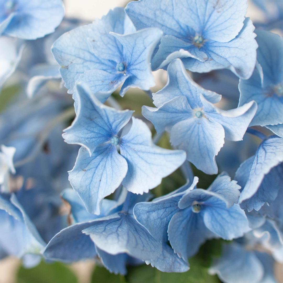 Blue Hydrangea - Hydrangea Blue-Splosion! Hardy, Long-Lasting Blooms