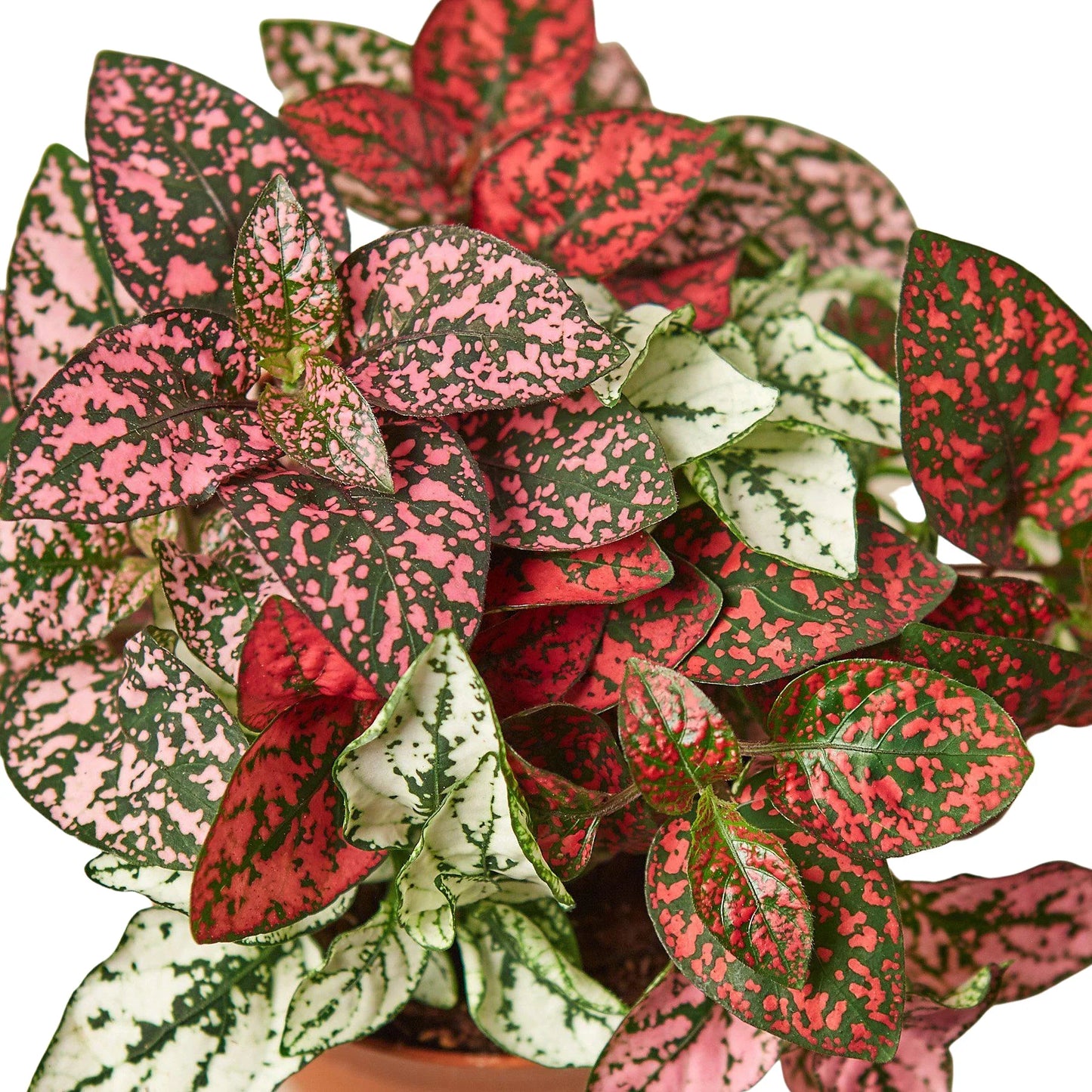 Hypoestes 'Polka Dot' - Polka Party: Brightly Spotted Houseplant, Easy Care for Any Space