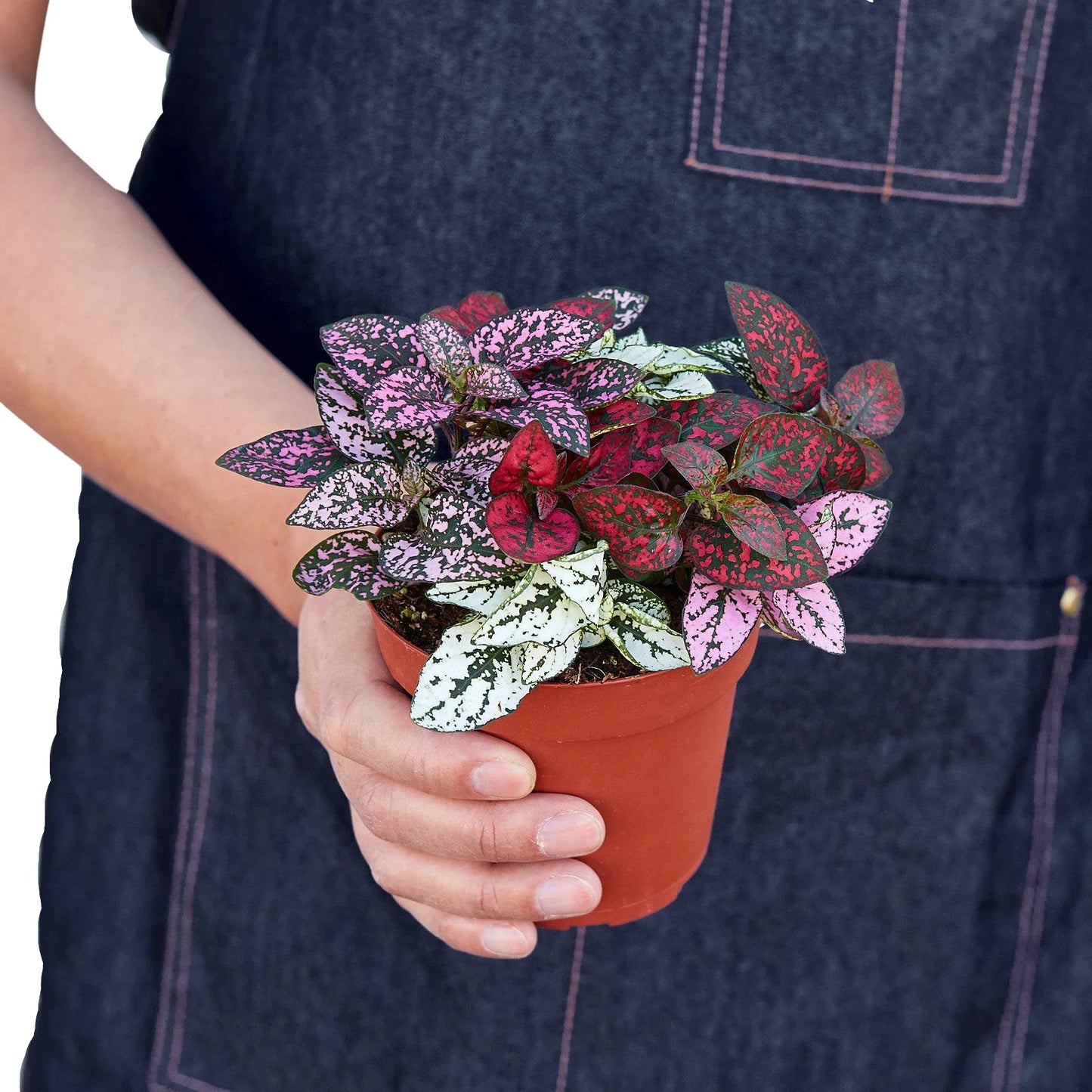 Hypoestes 'Polka Dot' - Polka Party: Brightly Spotted Houseplant, Easy Care for Any Space