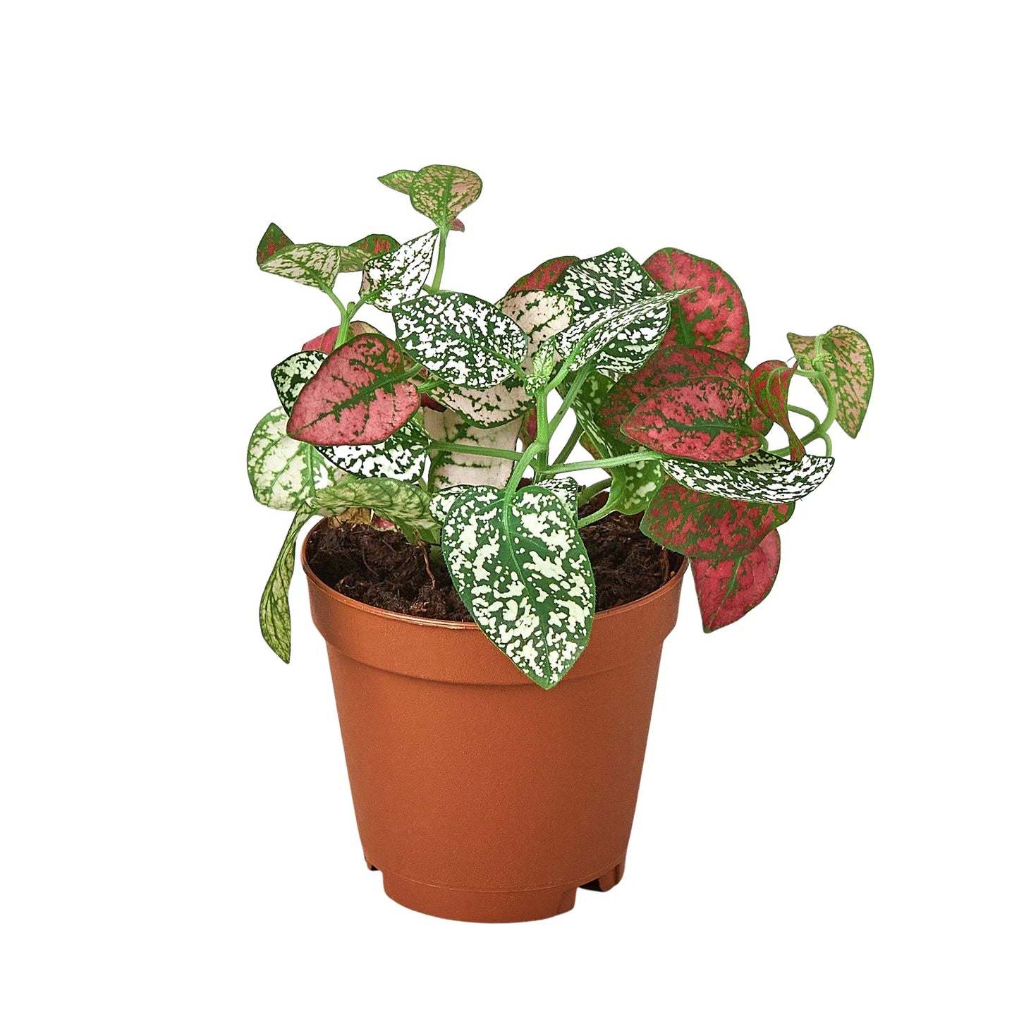 Hypoestes 'Polka Dot' - Polka Party: Brightly Spotted Houseplant, Easy Care for Any Space