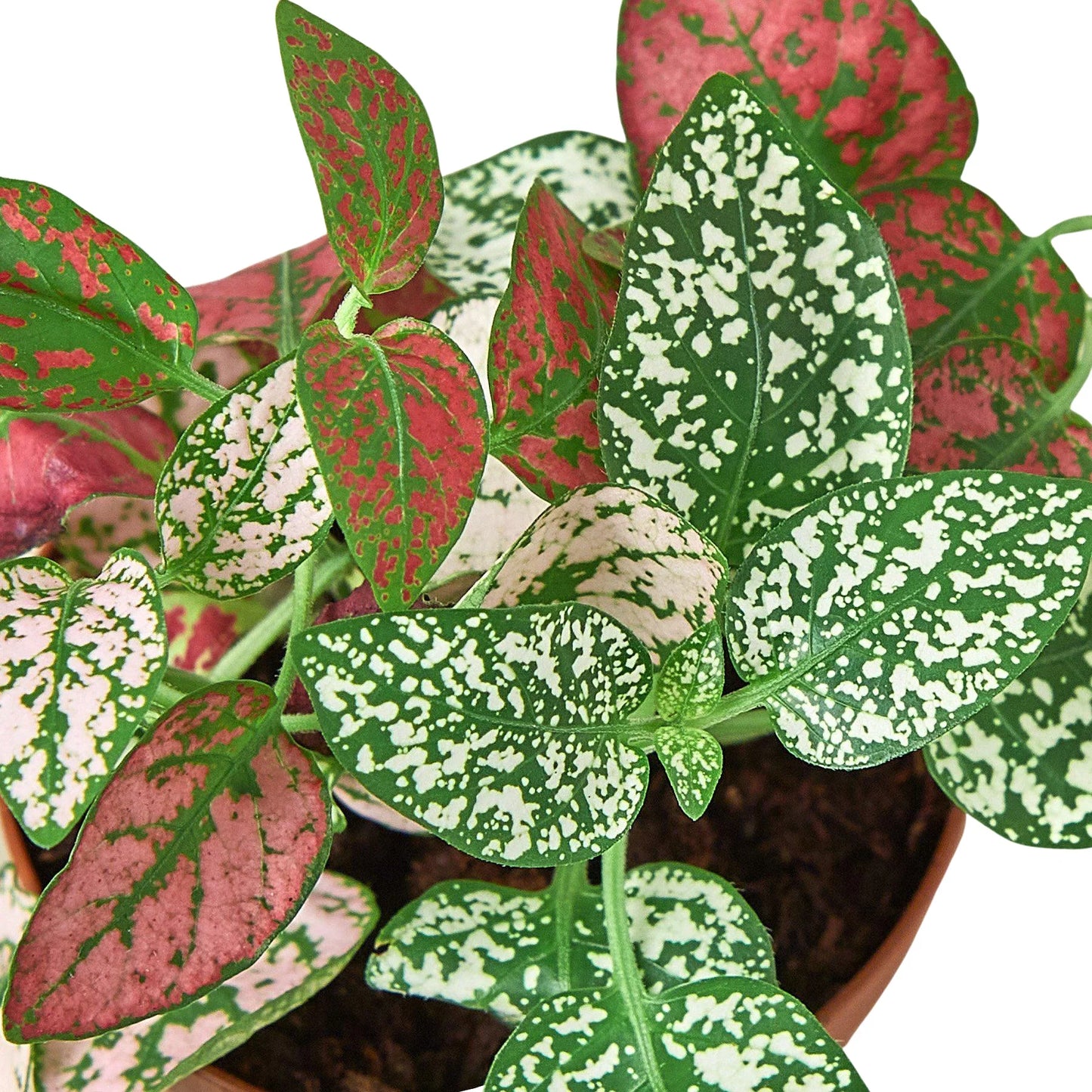 Hypoestes 'Polka Dot' - Polka Party: Brightly Spotted Houseplant, Easy Care for Any Space