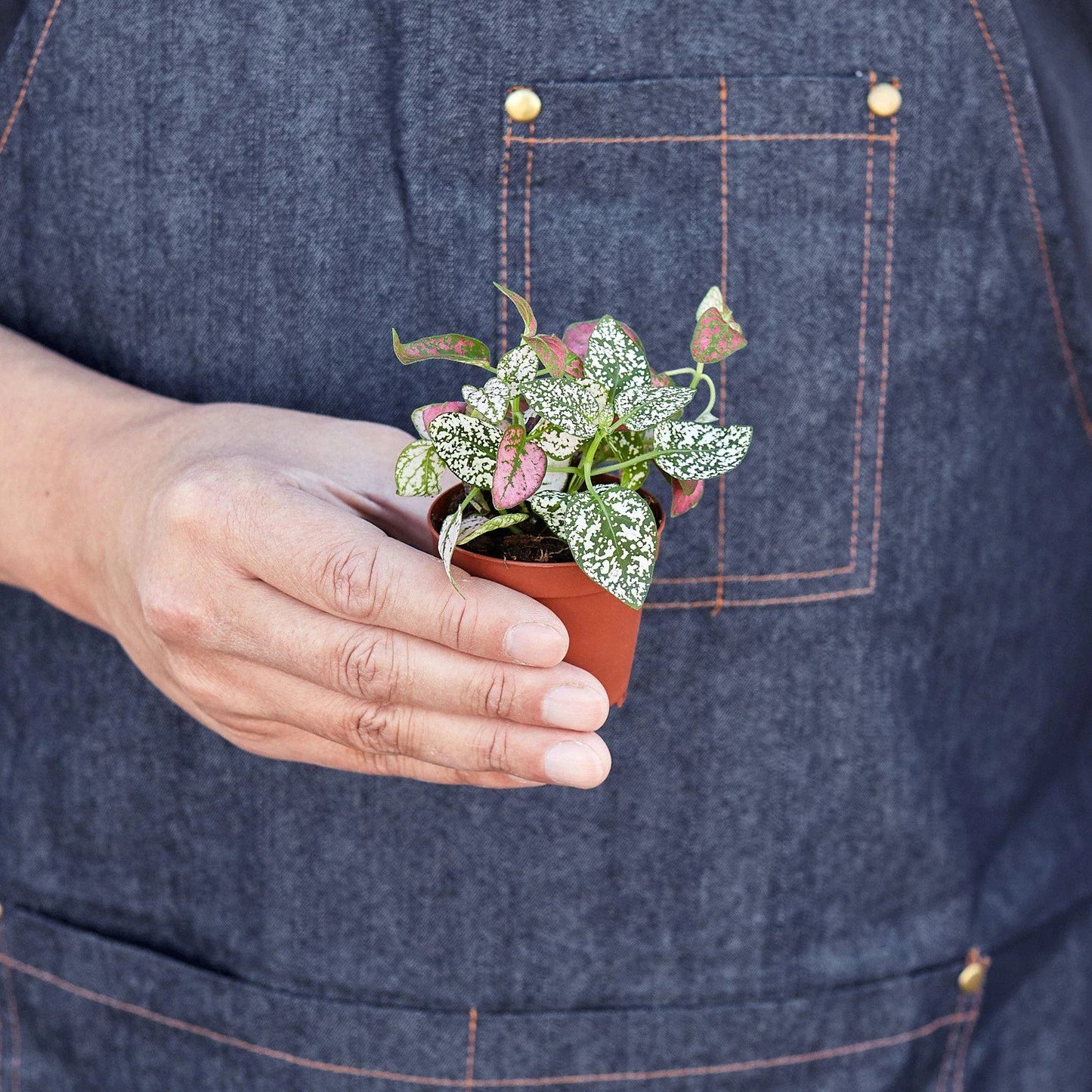 Hypoestes 'Polka Dot' - Polka Party: Brightly Spotted Houseplant, Easy Care for Any Space