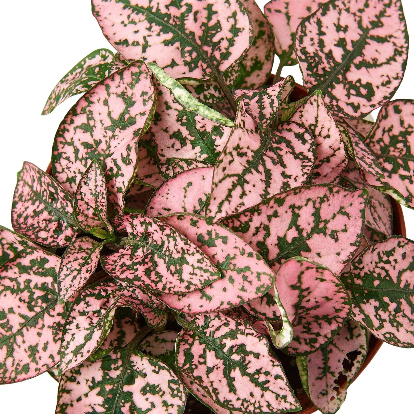 Hypoestes 'Polka Dot' - Polka Party: Brightly Spotted Houseplant, Easy Care for Any Space