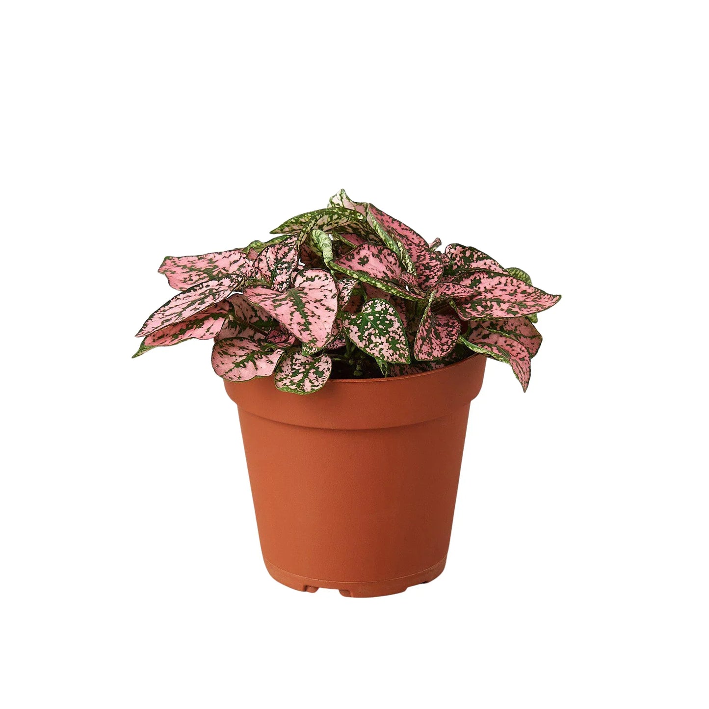 Hypoestes 'Polka Dot' - Polka Party: Brightly Spotted Houseplant, Easy Care for Any Space