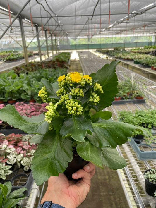 Kalanchoe 'Yellow' - Sunny Delight: Vibrant Flowering Succulent