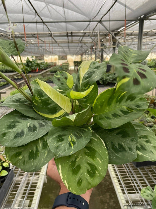 Maranta Variegated 'Beauty Kim' - Variegated Superstar: Stunning Prayer Plant with Unique Foliage