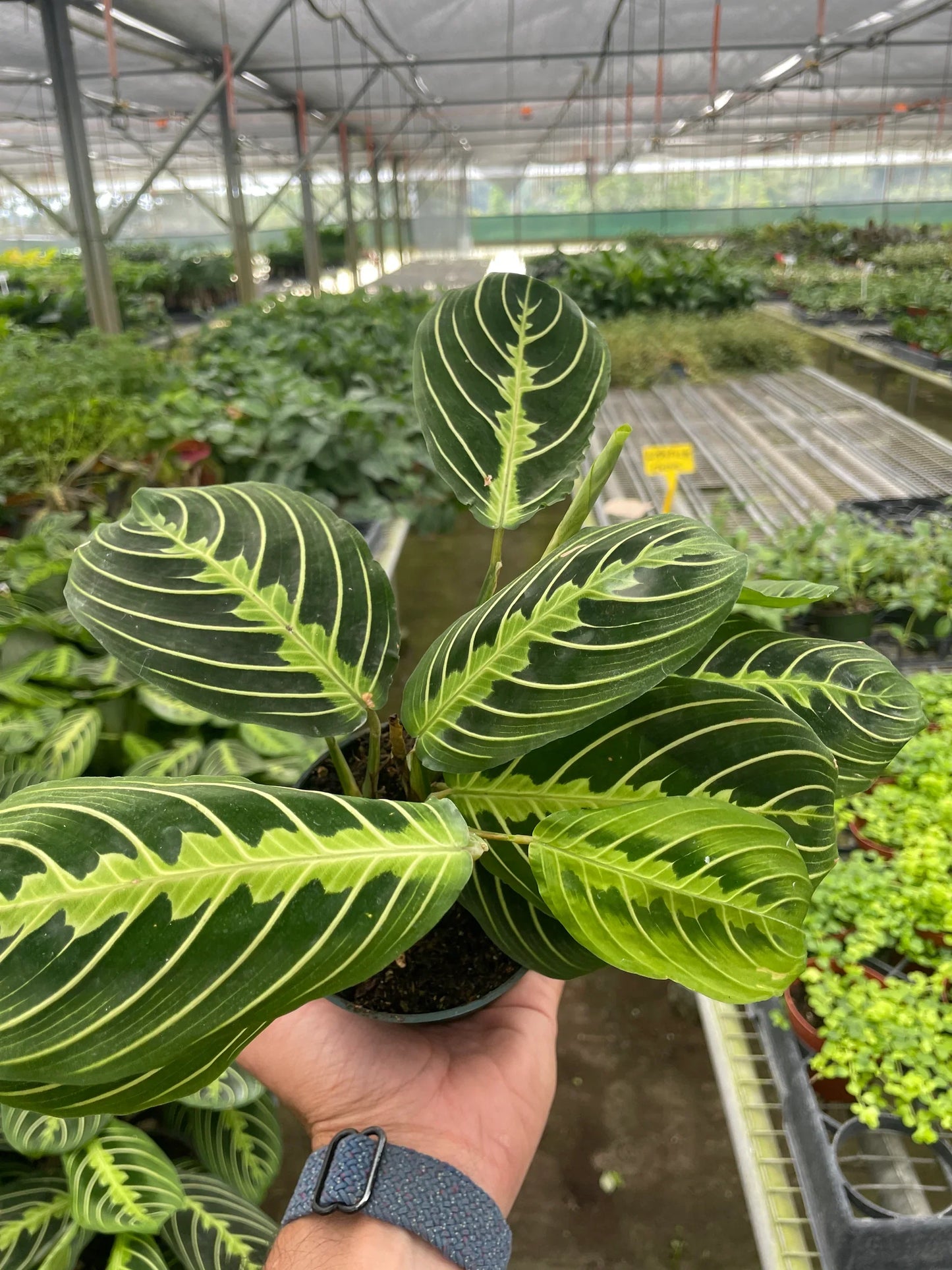 Lemon Lime Delight Maranta 'Lemon Lime' - Lime Time Charm: Vibrant Prayer Plant for Indoor Greenery, Easy Care with Striking Patterns