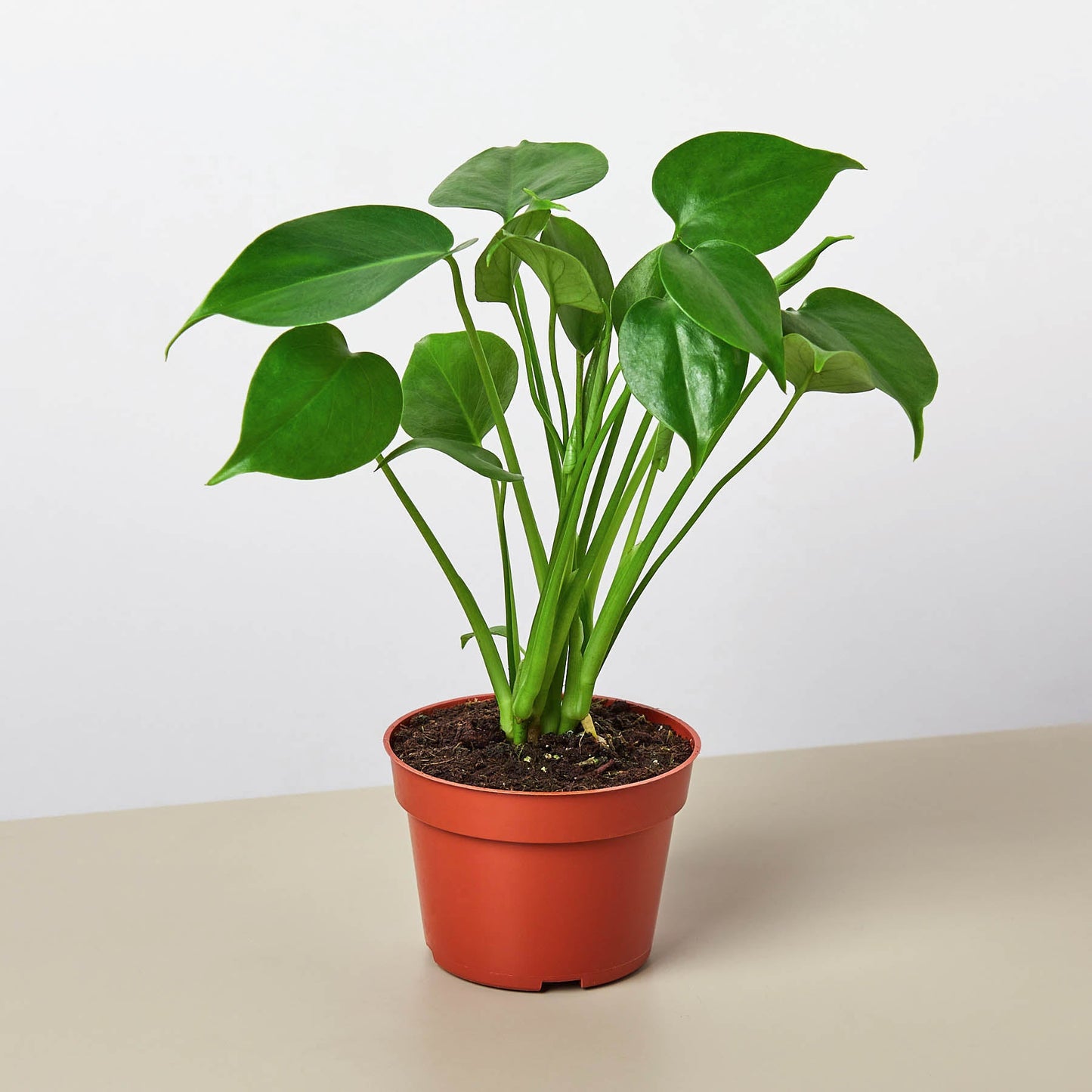 Monstera Bundle - Monstera Mania: Split Leaf, Minima & Adansonii - Easy-Care Air-Purifying Houseplants