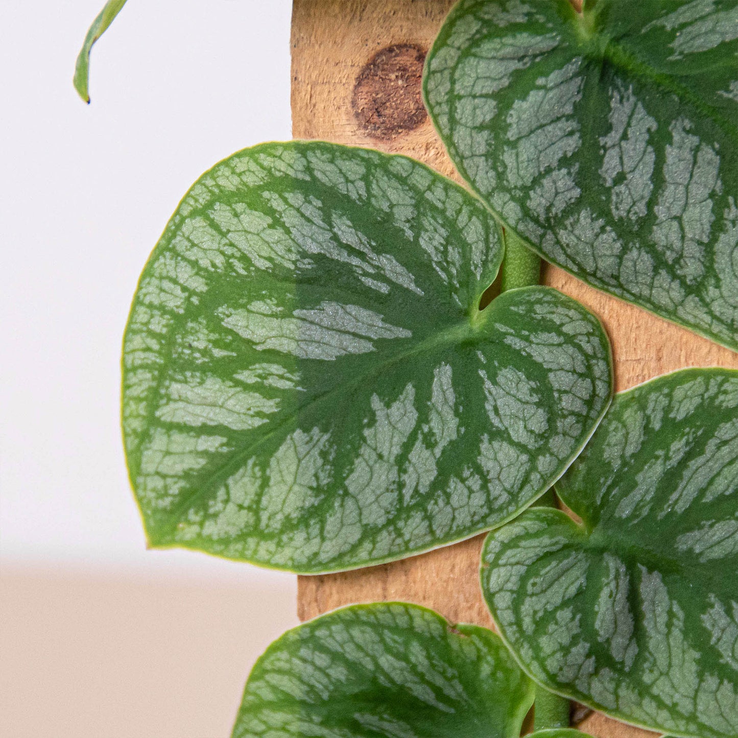 Monstera 'Dubia' (Shingle Plant) - Climbing Heartthrob: Unique Leaf Patterns, Easy Care Houseplant