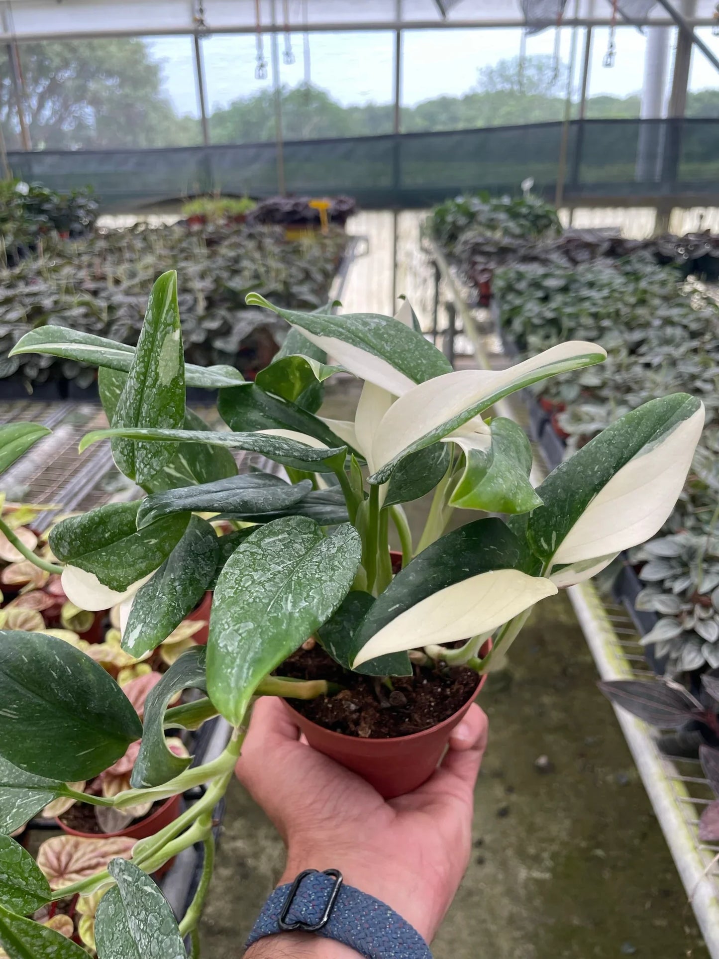 Monstera 'Standeleyana Albo Variegated' – The Polka Dot Climber: Unique Speckled Leaves & Easy-Care Climbing Plant