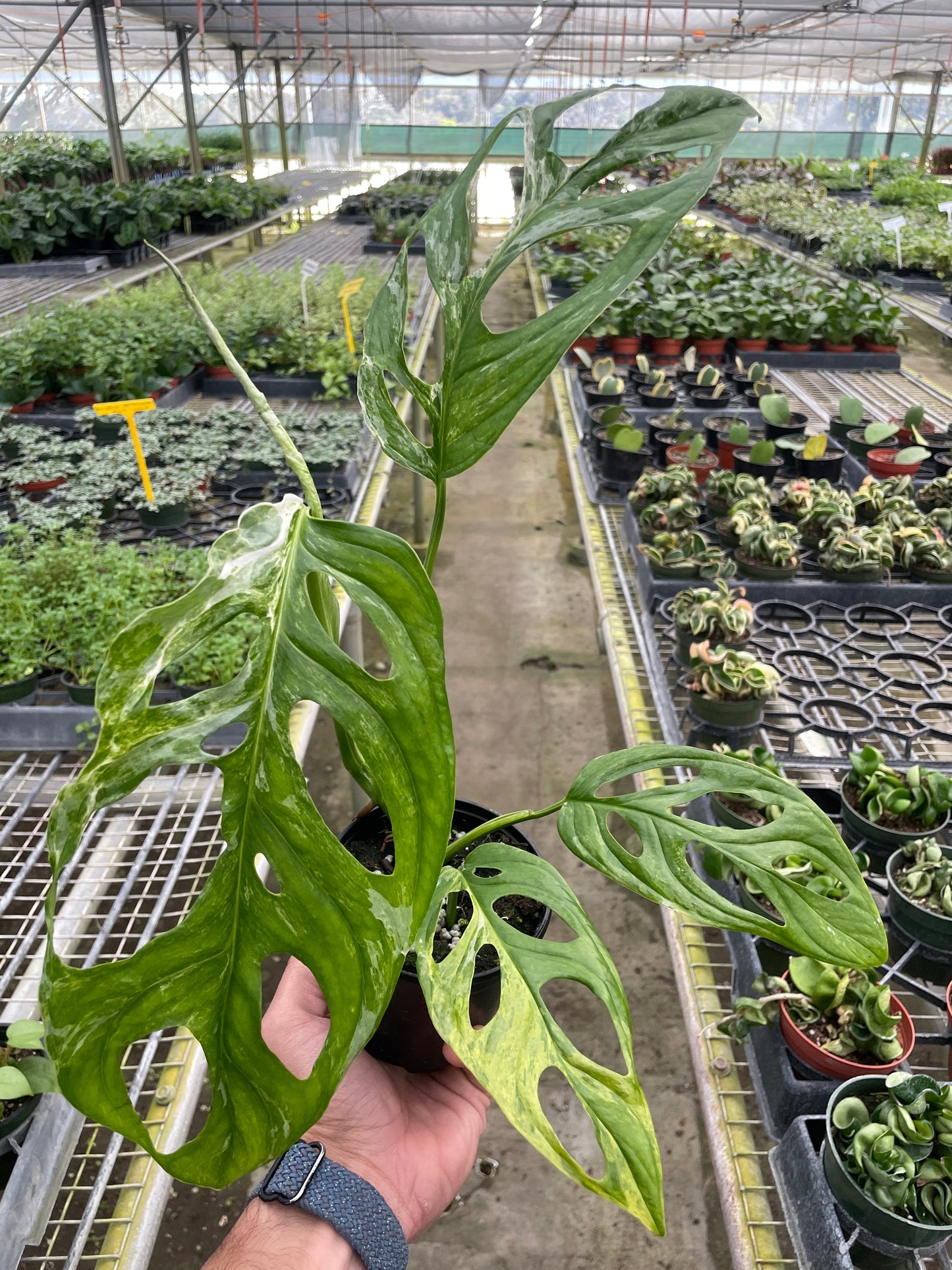 Monstera Adansonii 'Swiss Cheese Variegated' - Holy Holes, Batman!: Rare Variegated Aroid