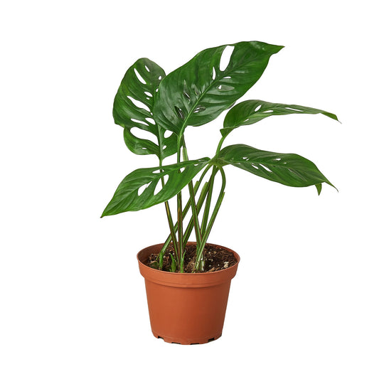 Monstera Adansonii 'Swiss Cheese' - Swiss Bliss: Leafy Climber Houseplant