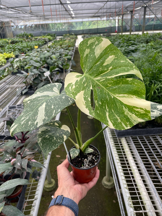 Monstera 'Thai Constellation' - Starry Night Delight: Rare Variegated Houseplant