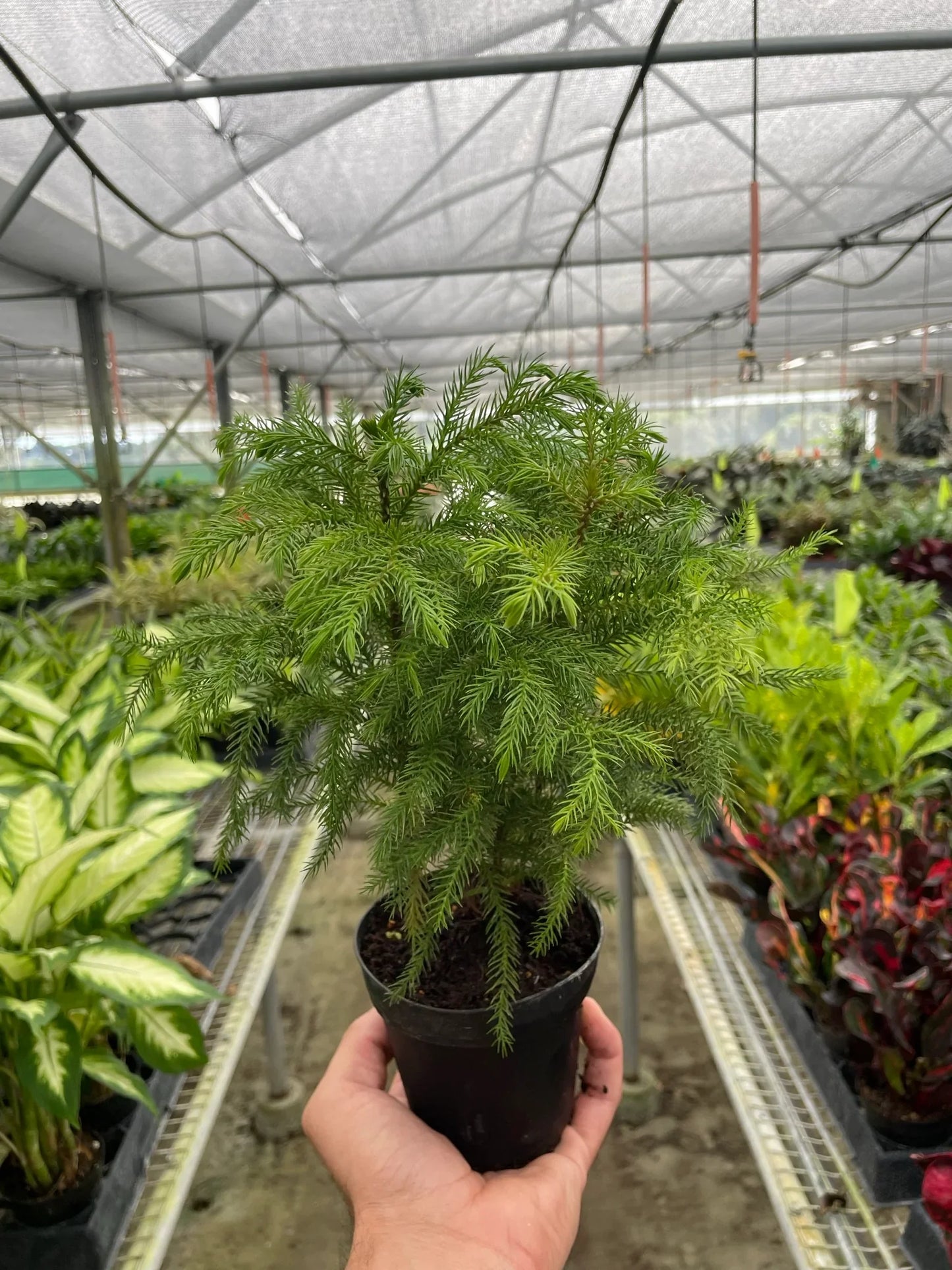 Norfolk 'Island Pine' - Tropical Tannenbaum: Exotic Indoor Conifer Houseplant
