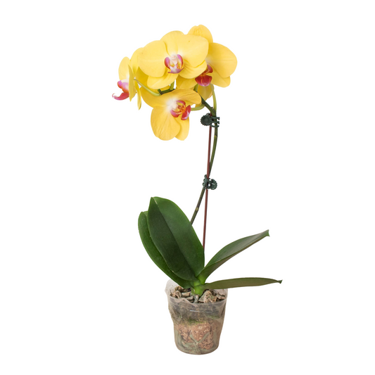 Orchid 'Yellow Phalaenopsis' - Golden Butterfly Bliss: Exotic Long-Lasting Flowering Houseplant