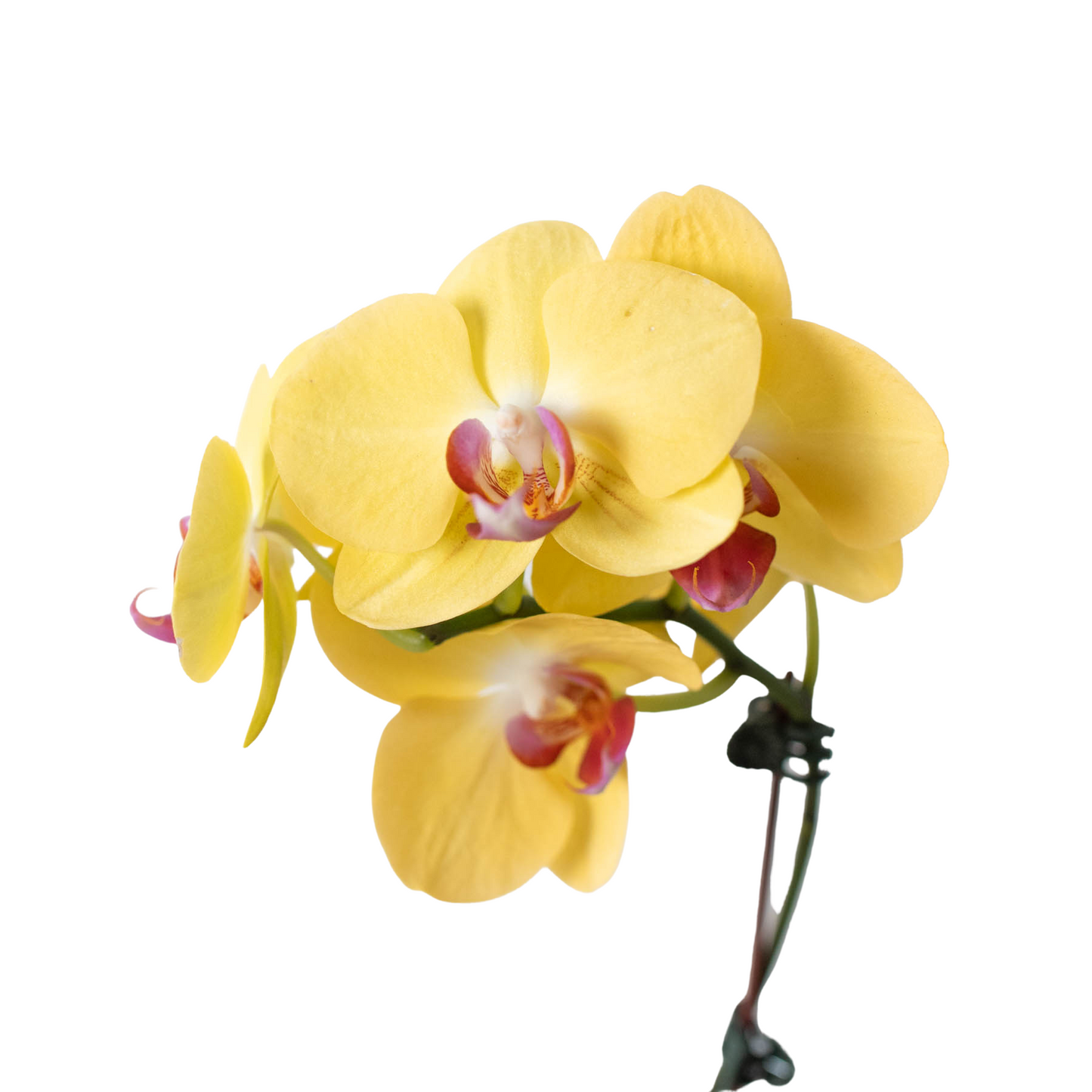 Orchid 'Yellow Phalaenopsis' - Golden Butterfly Bliss: Exotic Long-Lasting Flowering Houseplant