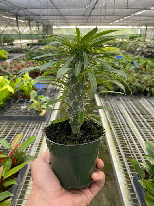 Pachypodium 'lamerei' (Madagascar Palm) - Prickly Prince from Madagascar: Exotic and Resilient Houseplant with Unique Spines