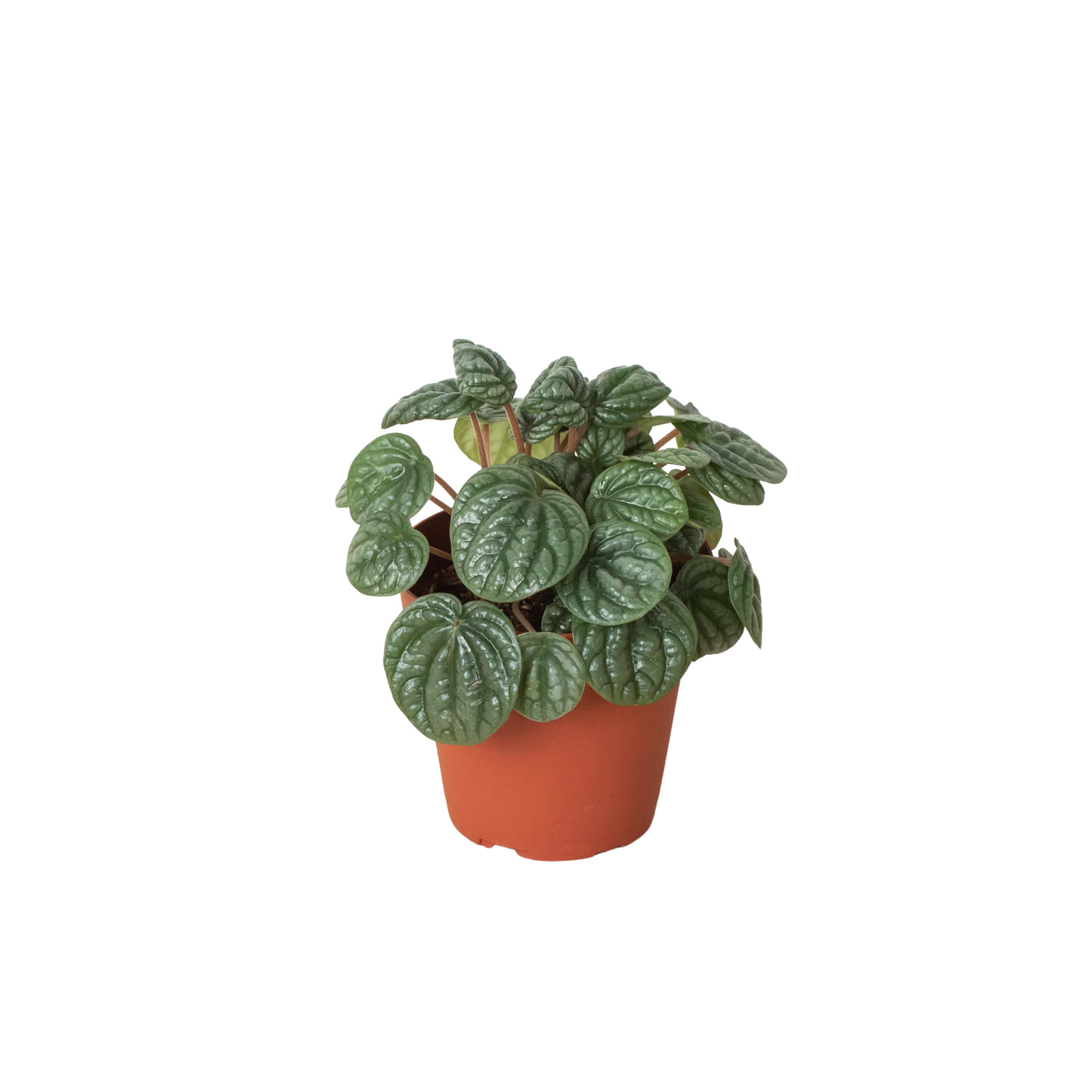 Peperomia 'Burbella' - Burbella Bliss: Radiator Plant with Ribbed Bohemian Leaves