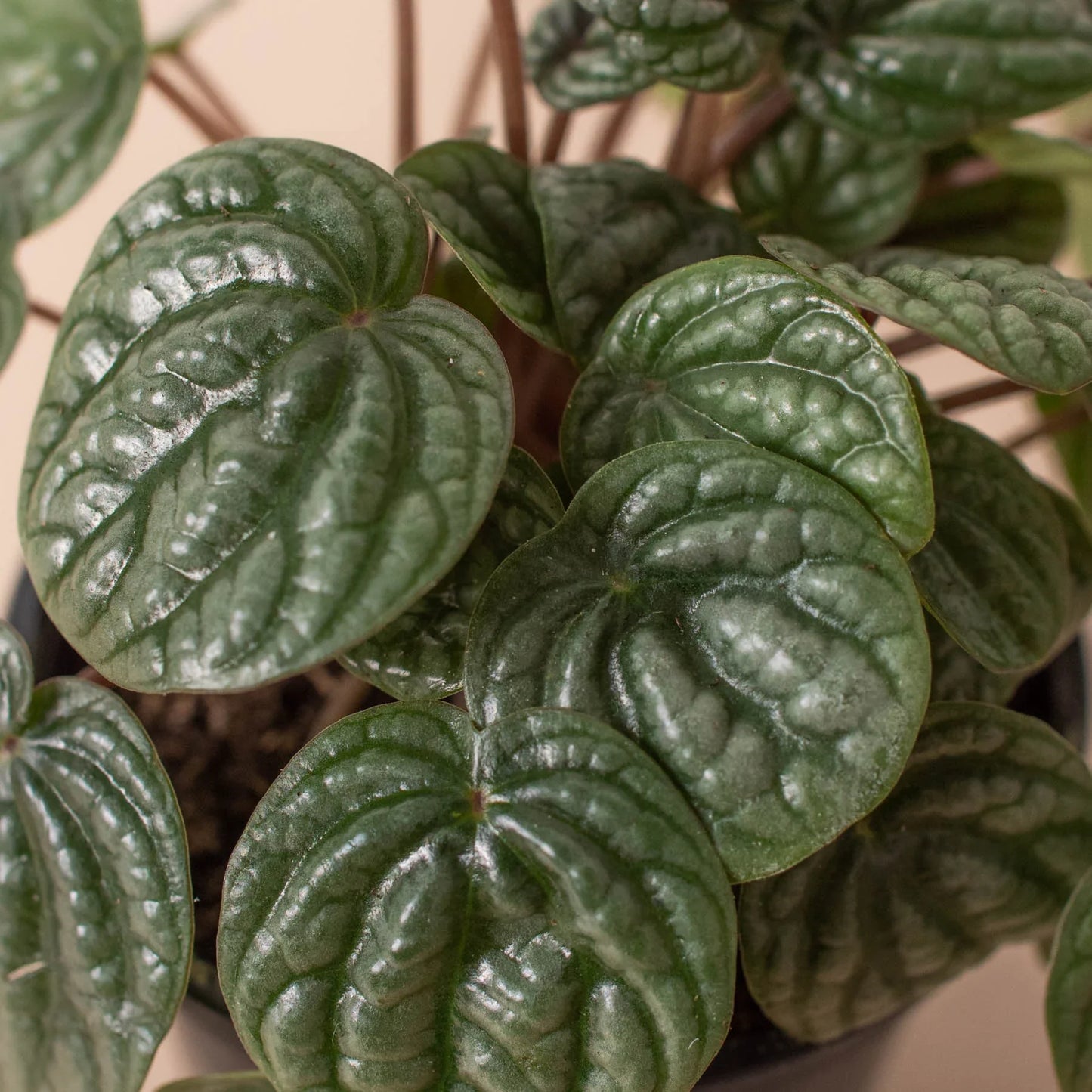 Peperomia 'Burbella' - Burbella Bliss: Radiator Plant with Ribbed Bohemian Leaves