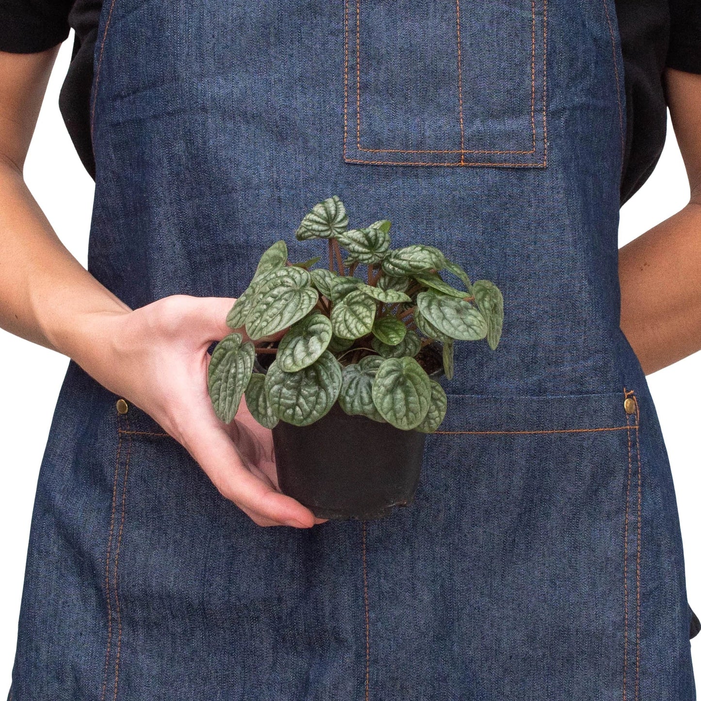 Peperomia 'Burbella' - Burbella Bliss: Radiator Plant with Ribbed Bohemian Leaves