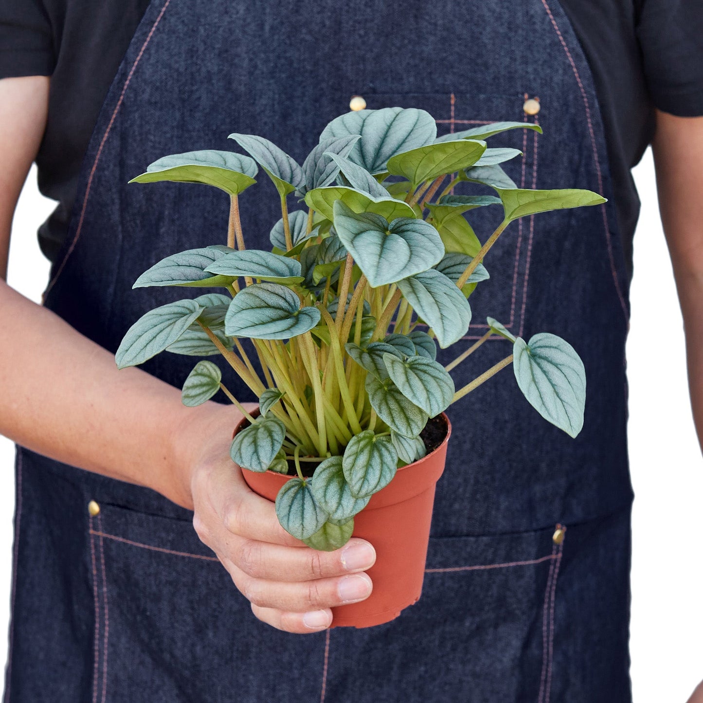 Peperomia 'Frost' - Frosty Charm: Easy-to-Care-For, Succulent-Like Houseplant