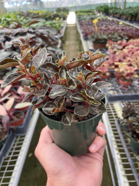 Peperomia 'Metallica' - Rock 'n' Roll Greenery: Unique Evergreen Succulent Plant with Plump Leaves