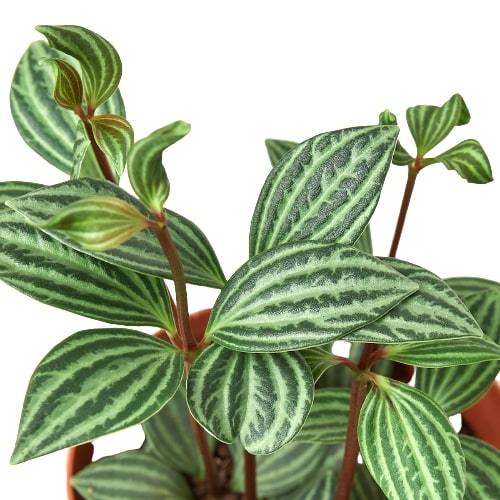 Peperomia 'Parallel' - Perfectly Parallel: Eye-Catching Variegated Houseplant with Minimal Maintenance