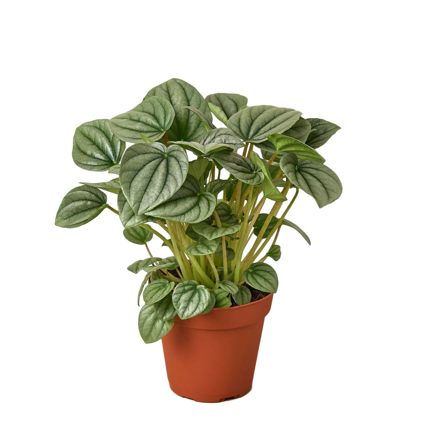 Peperomia 'Frost' - Frosty Charm: Easy-to-Care-For, Succulent-Like Houseplant