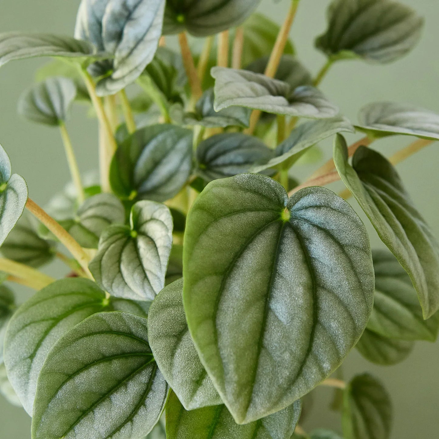Peperomia 'Frost' - Frosty Charm: Easy-to-Care-For, Succulent-Like Houseplant