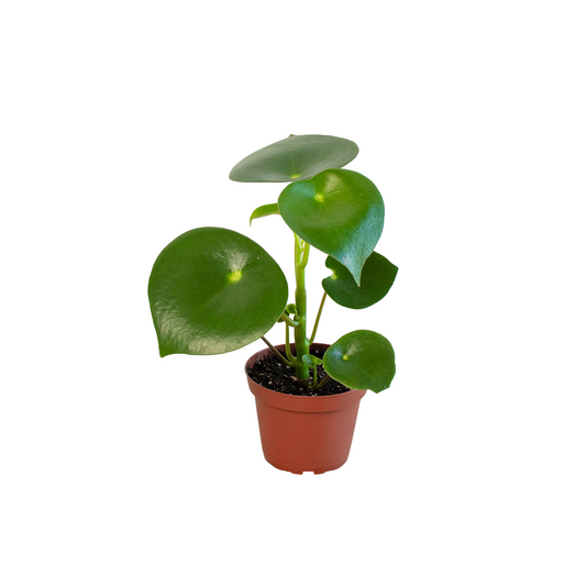 Peperomia 'Raindrop' - Raindrop Romance: Unique Indoor Plant with Coin-Shaped Leaves in a 4" Pot