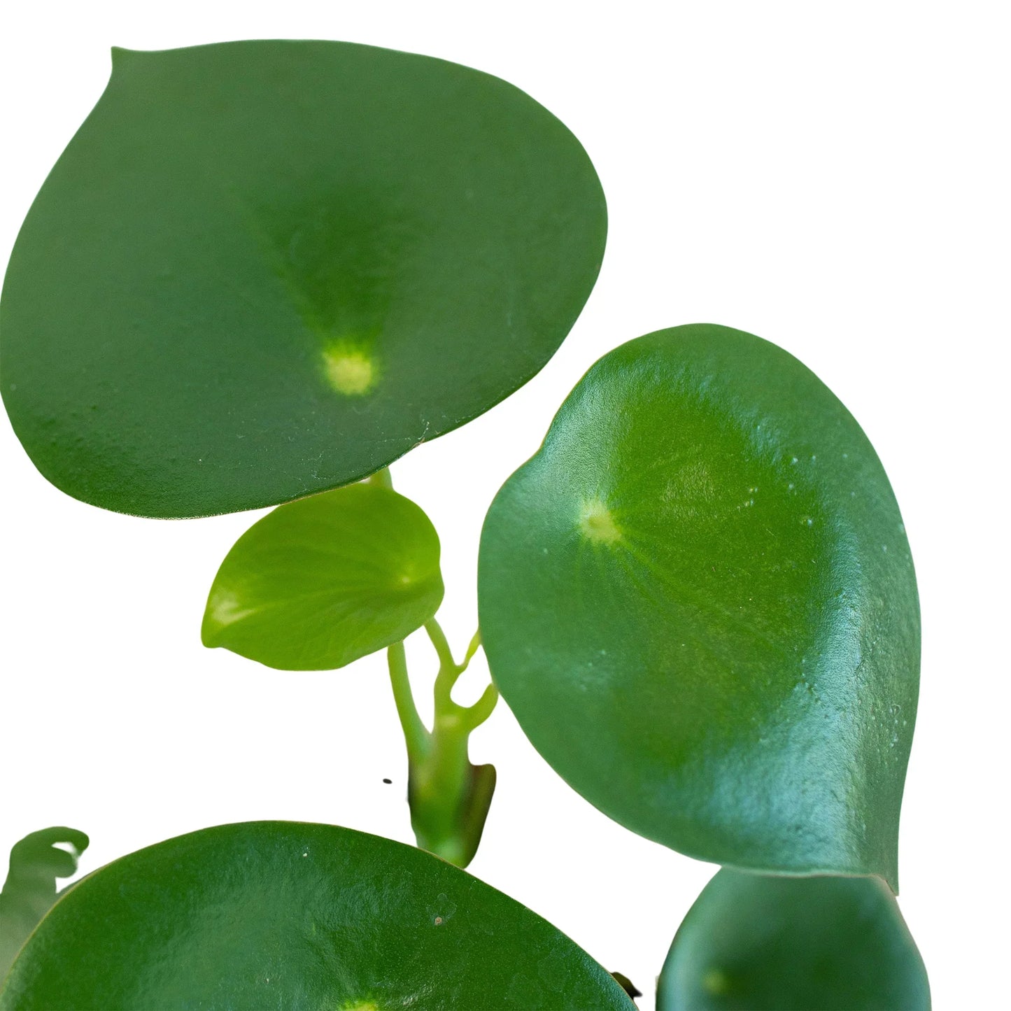 Peperomia 'Raindrop' - Raindrop Romance: Unique Indoor Plant with Coin-Shaped Leaves in a 4" Pot