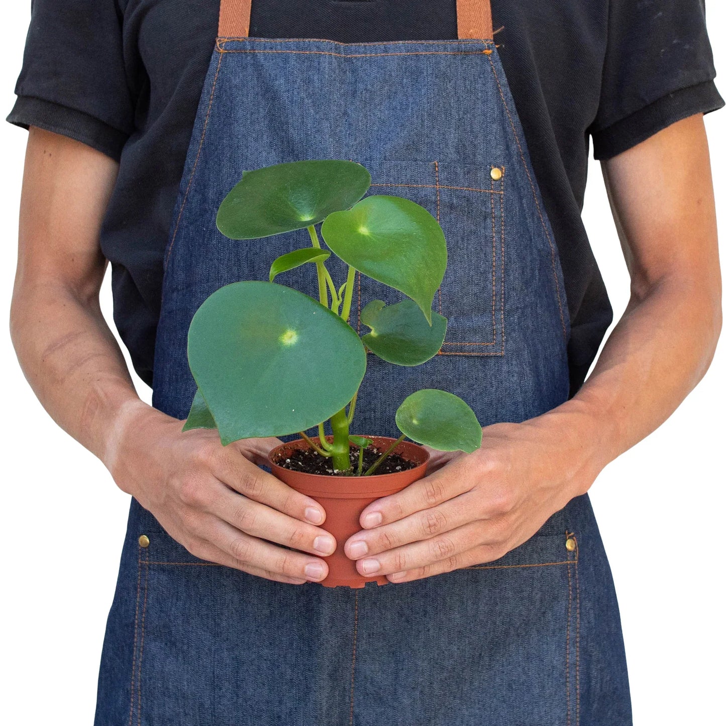 Peperomia 'Raindrop' - Raindrop Romance: Unique Indoor Plant with Coin-Shaped Leaves in a 4" Pot