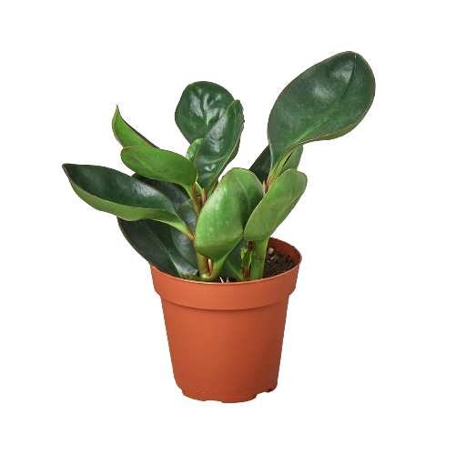 Peperomia 'Red Edge' - Red Rover: Vibrant, Low-Maintenance Perennial Houseplant