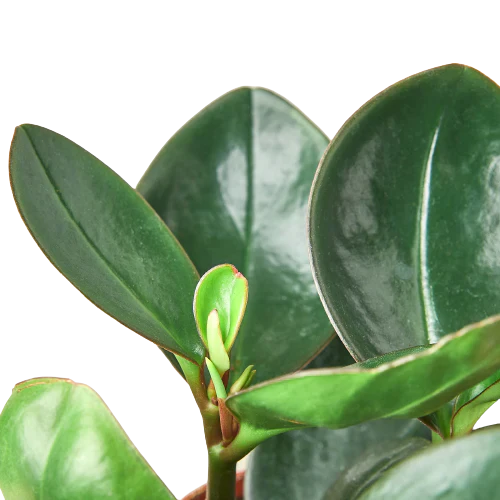 Peperomia 'Red Edge' - Red Rover: Vibrant, Low-Maintenance Perennial Houseplant