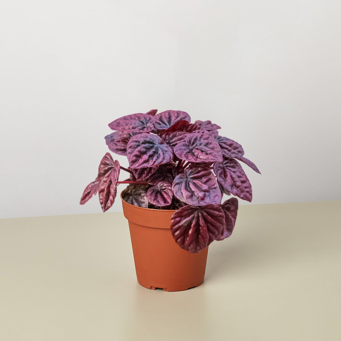 Peperomia 'Ripple Red' - Crimson Ripple: Easy-Care, Succulent-Like Houseplant